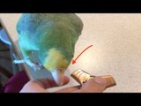 Parrot Shows What She Really Thinks of Fidget Spinners