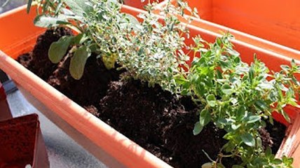 DIY Balcony Herbs' Garden (Part 1)