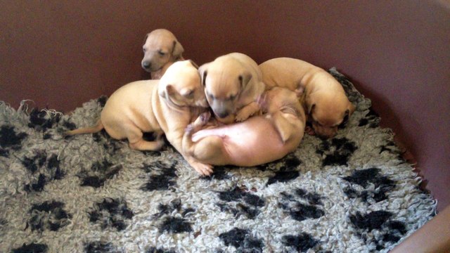 petit lévrier italien