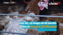 Maltraitance animale : nouvelle vidéo choc dans un élevage de poules