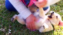 PICKING UP MY NEW PUPPY VIDEO! MEET MY NEW PUPPY! CUTE LABRADOR PUPPIES! MY NEW PUPPY!
