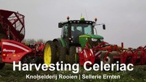 Harvesting Celeriac   Grimme Rootster 604 & John Deere 6150R   Knolselderij rooien C Breur