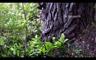 Primitive Technology Falling big tree in forest with Chainsa