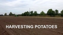 Harvesting Potatoes   2x AVR Puma 3   FENDT 939 & 828 tractors   vd Borne Aardappe