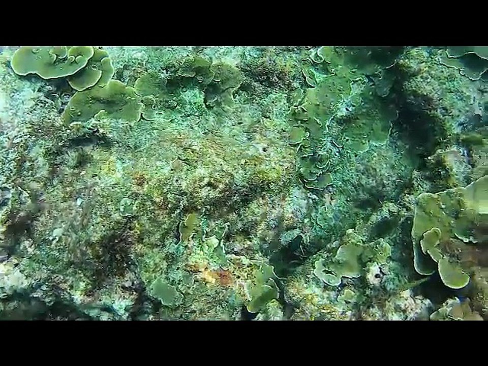 Serdar Gözler Phuket Diving