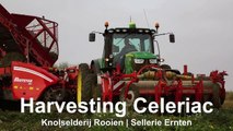 Harvesting Celeriac   Grimme Rootster 604 & John Deere 6150R   Knolselderij rooien C Breure