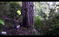 Primitive Technology Falling big tree in forest with Chainsaw