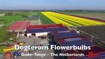 One Year at a Tulip Farm   Planting to Harvest   Dogterom Flowerbulbs   Colors of the Netherla