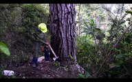 Primitive Technology Falling big tree in forest with Chainsaw Mi