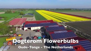 One Year at a Tulip Farm   Planting to Harvest   Dogterom Flowerbulbs   Colors of the Neth