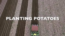 Planting potatoes using a 380 HP Claas Xerion 3800 & Miedema CP42 cup planter   NIVU Achthuiz