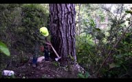 Primitive Technology Falling big tree in forest with Chains
