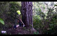 Primitive Technology Falling big tree in forest with Cha