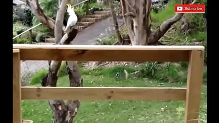 videos viral week funny