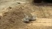 Top 10 Viral Videos 2017 Wow! Amazing Brave Man Boys Catch Cobra Longest Snake Python