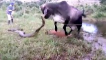 Cow fights with giant anaconda in brazil