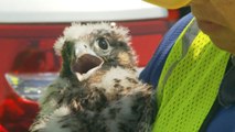 Watch: Researchers travel up smoke stack to check on newly born falcon chicks