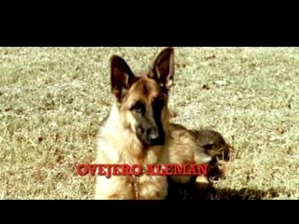 Nueva Publicidad de Jumbo Semana Internacional de Alemania