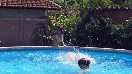 Nalla plonge dans la piscine !I