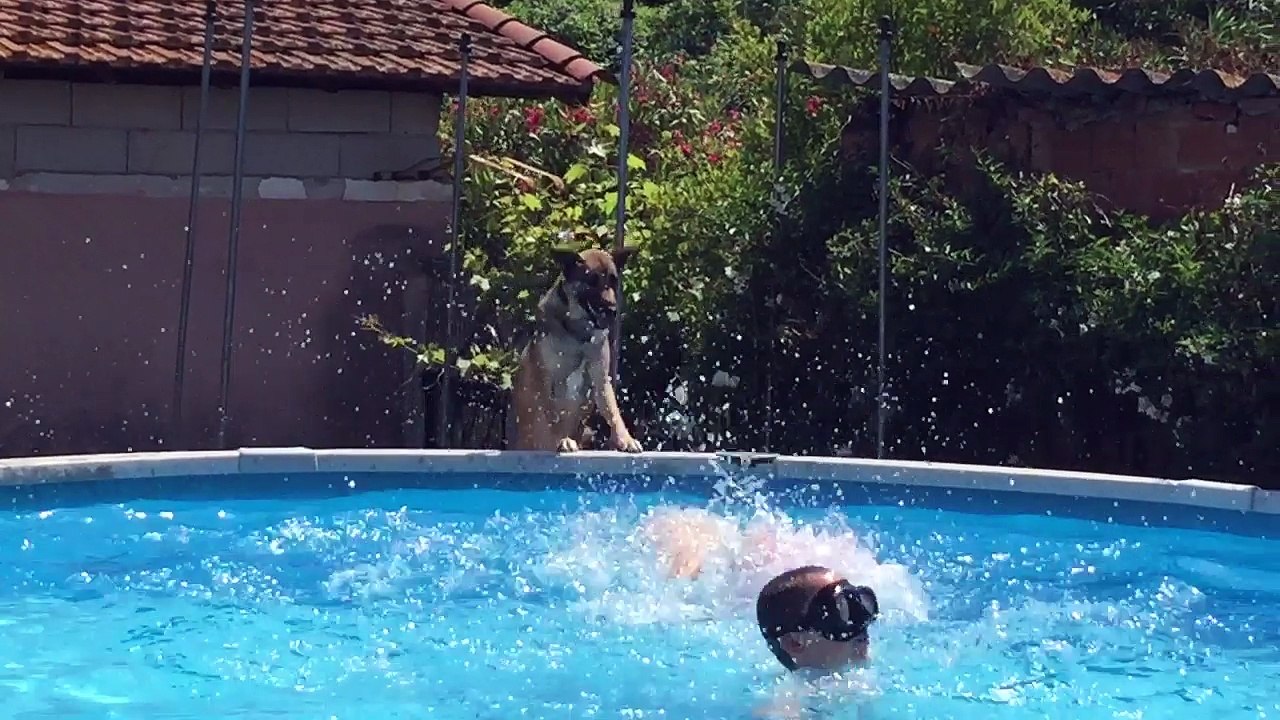 Nalla plonge dans la piscine !I