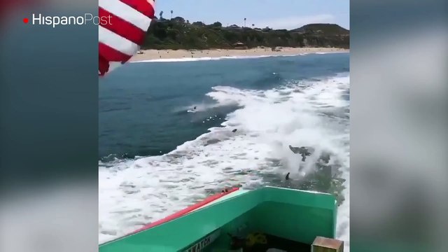 Una pareja de delfines se unió a los salvavidas de EEUU