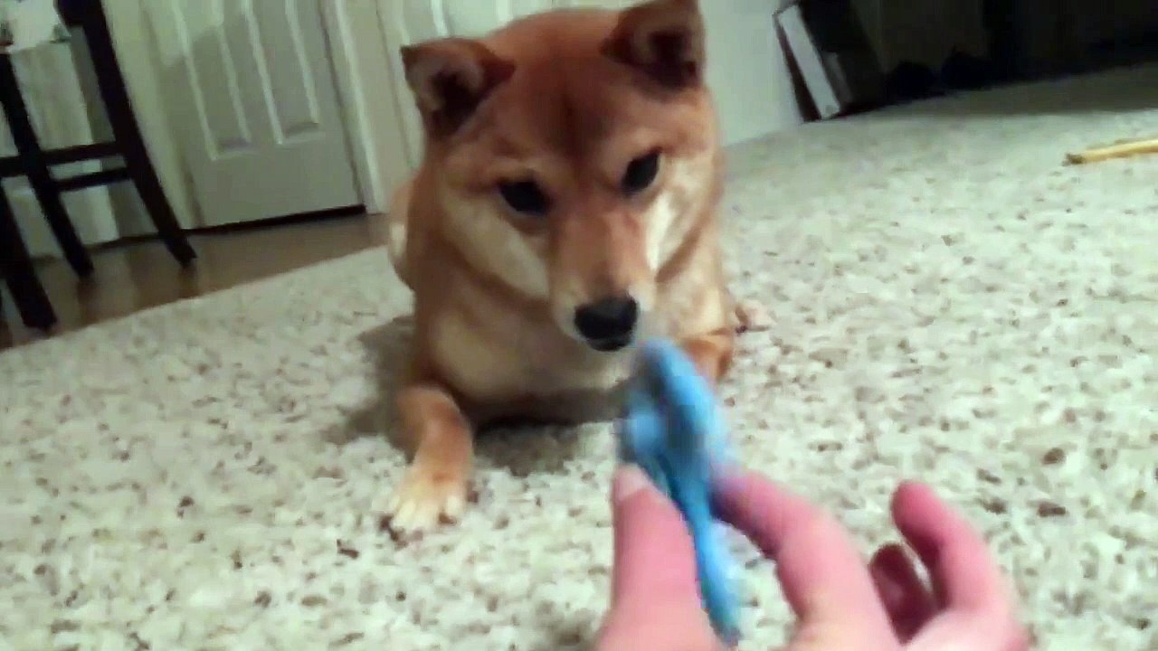 Un chien n'aime pas trop les hands spinners !