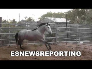 seckbach gets back on the horse - but does he fall again? EsNews Boxing