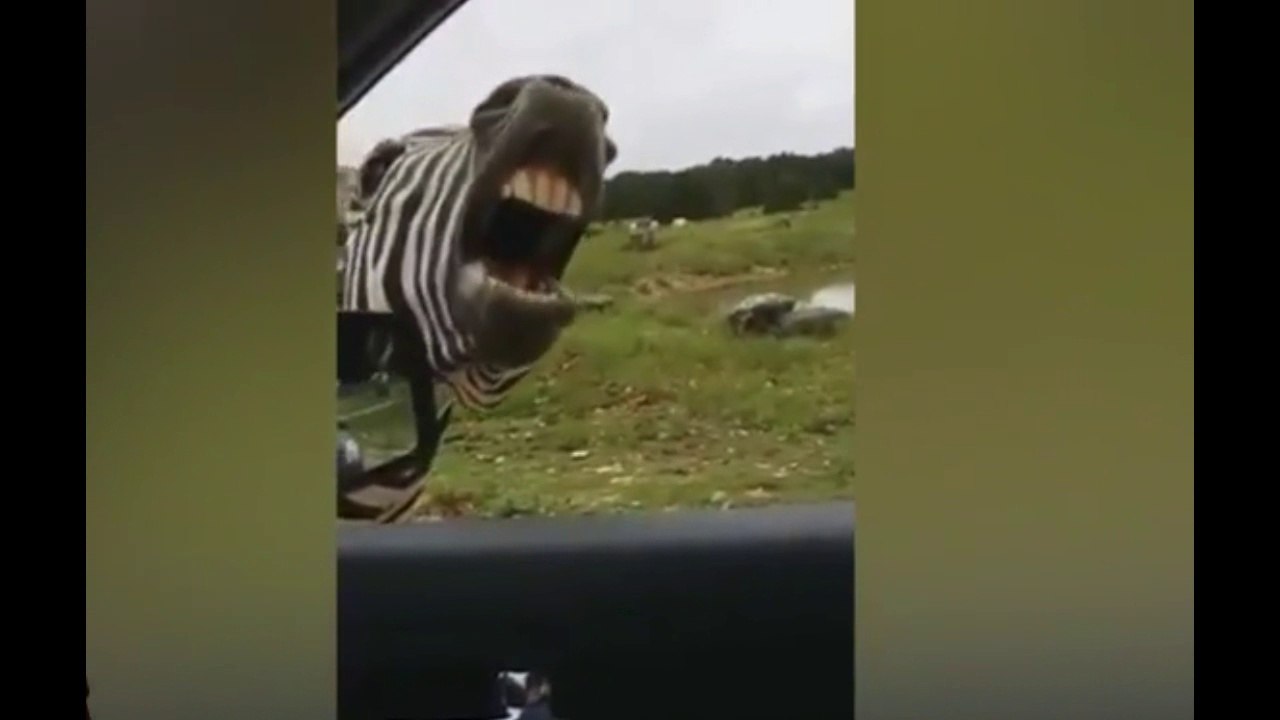 SE NÃO FOSSE FILMADO NINGUÉM ACREDITARIA 2017