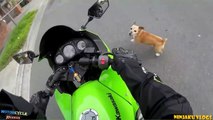Dogs Attack Motorcycle Riders  _ P234234s Do