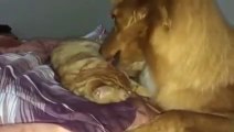 Funny Cats Video - Cat and Dog - True Love234234