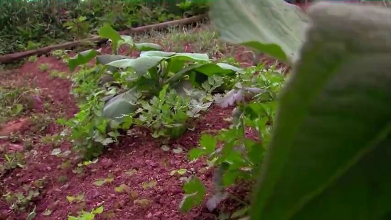 Productos agrícolas serán ofrecidos a Canadá