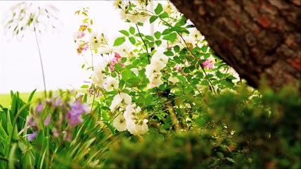 The Science of Ligh and Color for Kids - Rainbows and the Electromagnetic Spectrum - Fre