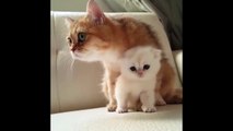 Kitth their Moms Compilation _ Cat mom hugs bab