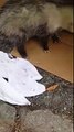 Cette femelle opossum refuse de quitter les humains qui les ont sauvés, elle et ses bébés!