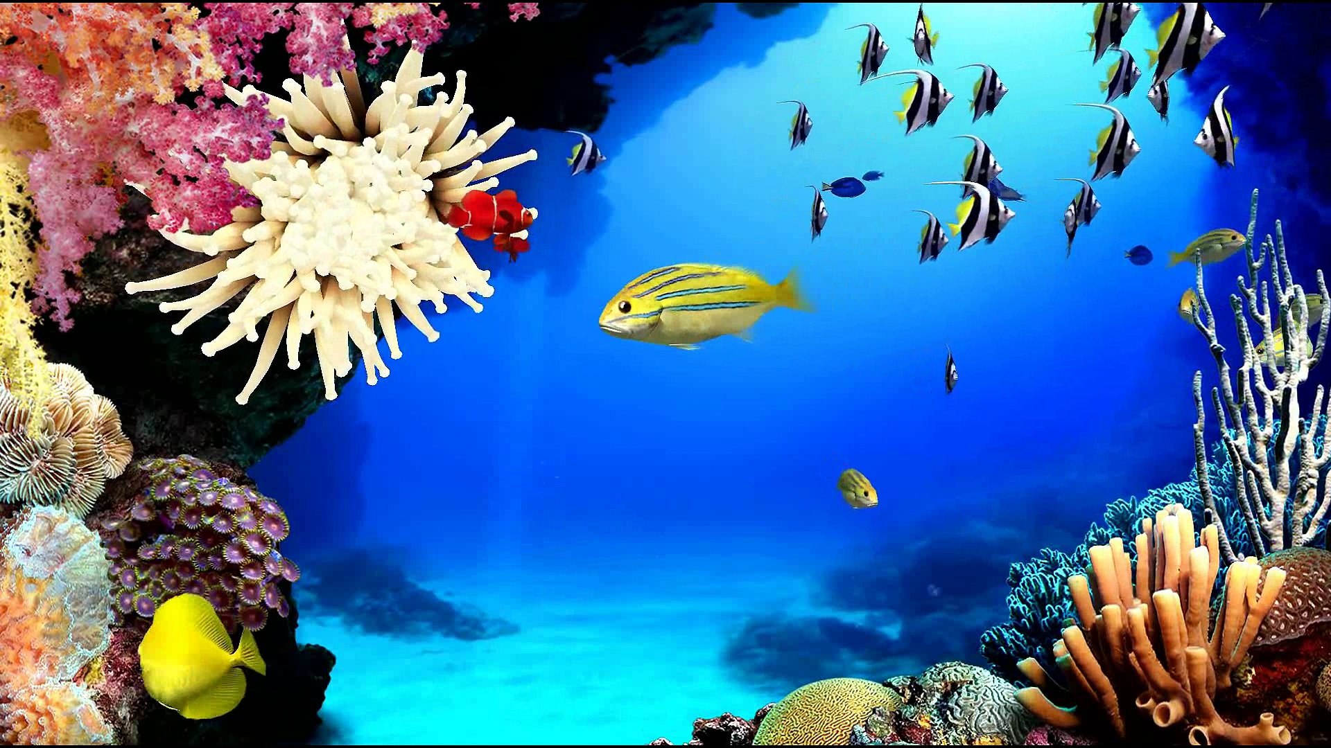 Virtual Aquarium...