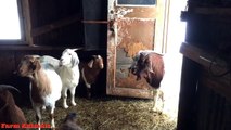 Funny Screaming Goat O Yelling Goats Video