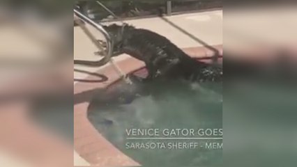 Encuentran a un gigantesco caimán en la piscina de una casa en Florida