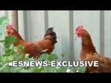 boxing champ carlos cuadras & His Rooster - EsNews Boxing