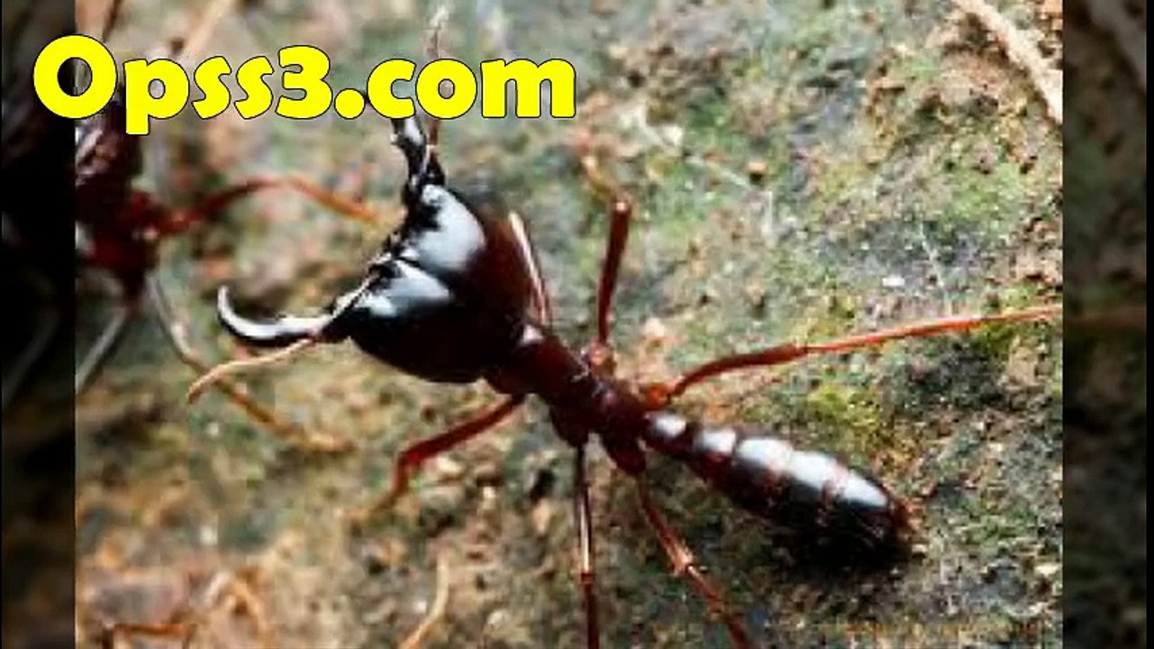 SIAFU ANTS 세종오피 www.opss3.com 오피쓰세 종건마