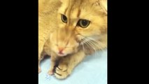 Kittens Talking and Playing with their Moms Compilation _ Cat mom hugs baby kitten