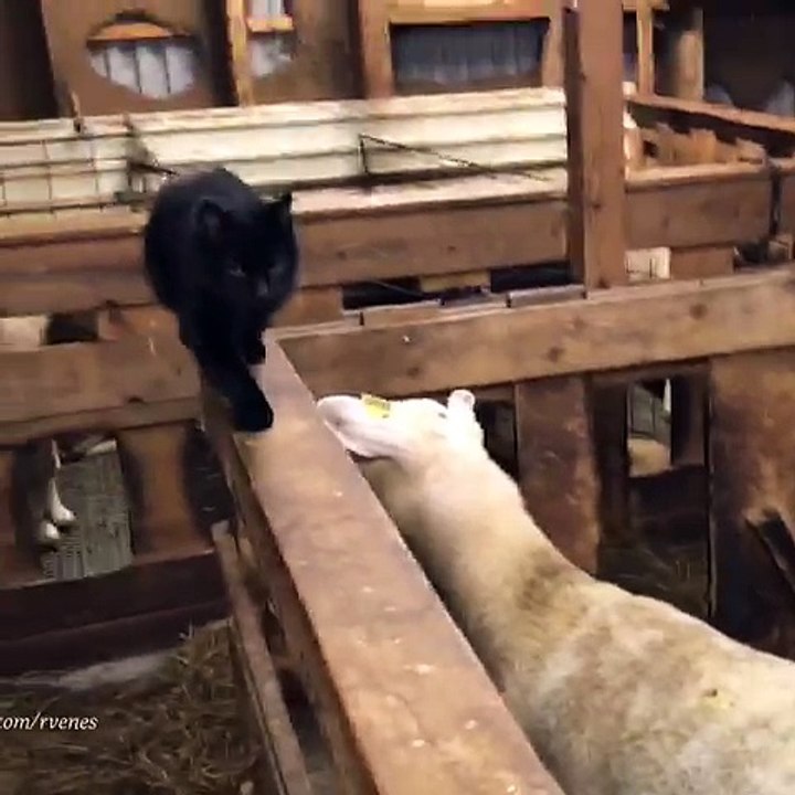 Cat Vs Goat Fight
