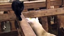 Cat Vs Goat Fight