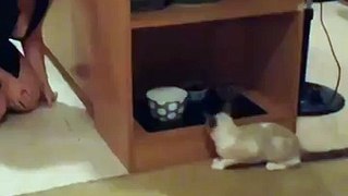 Gato tenta brincar de esconde-esconde. Confira o que acontece repentinamente…Por essa ele não esperava!!