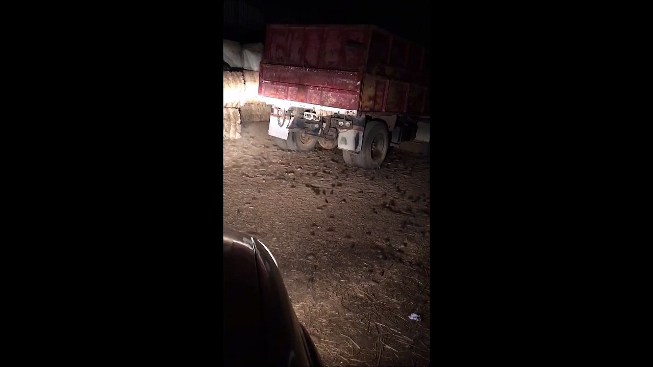 La nuit quand le chat n'est pas là, les souris dansent... Vraiment!