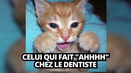 Top des chats qui font super bien du mim
