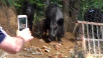 Sarıyer'de Şehre İnen Domuz Sürüsü Kamerada