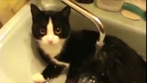 Funny Cats Enjoying Bath _ Cats That LOVE Water Compilatioasdn