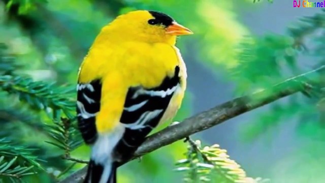 Liên Khúc Nhạc Thiếu Nhi Chế Hay Nhất 2017 || Chế Nhạc Thiếu Nhi Vui Nhộn