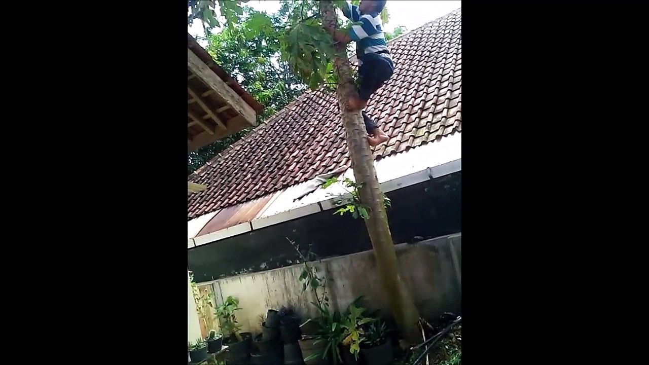 Kejatuhan Buah Pepaya Super Besar