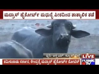 4 Weeks Temporary Stay From Madras Highcourt On Centre's Cow Slaughter Ban